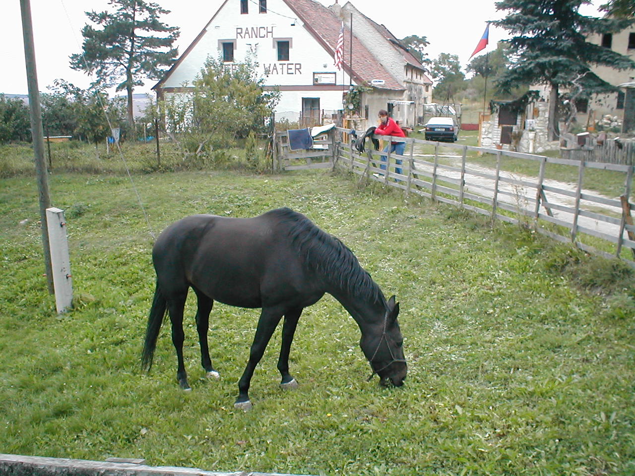 Rochea si pochutnává na posledních pampeliškách.